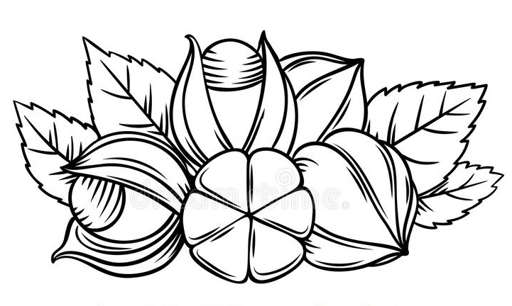 пачка-красочных-и-monochrome-чертежей-плодов-guarana-тропический-съестной-153884470.jpg